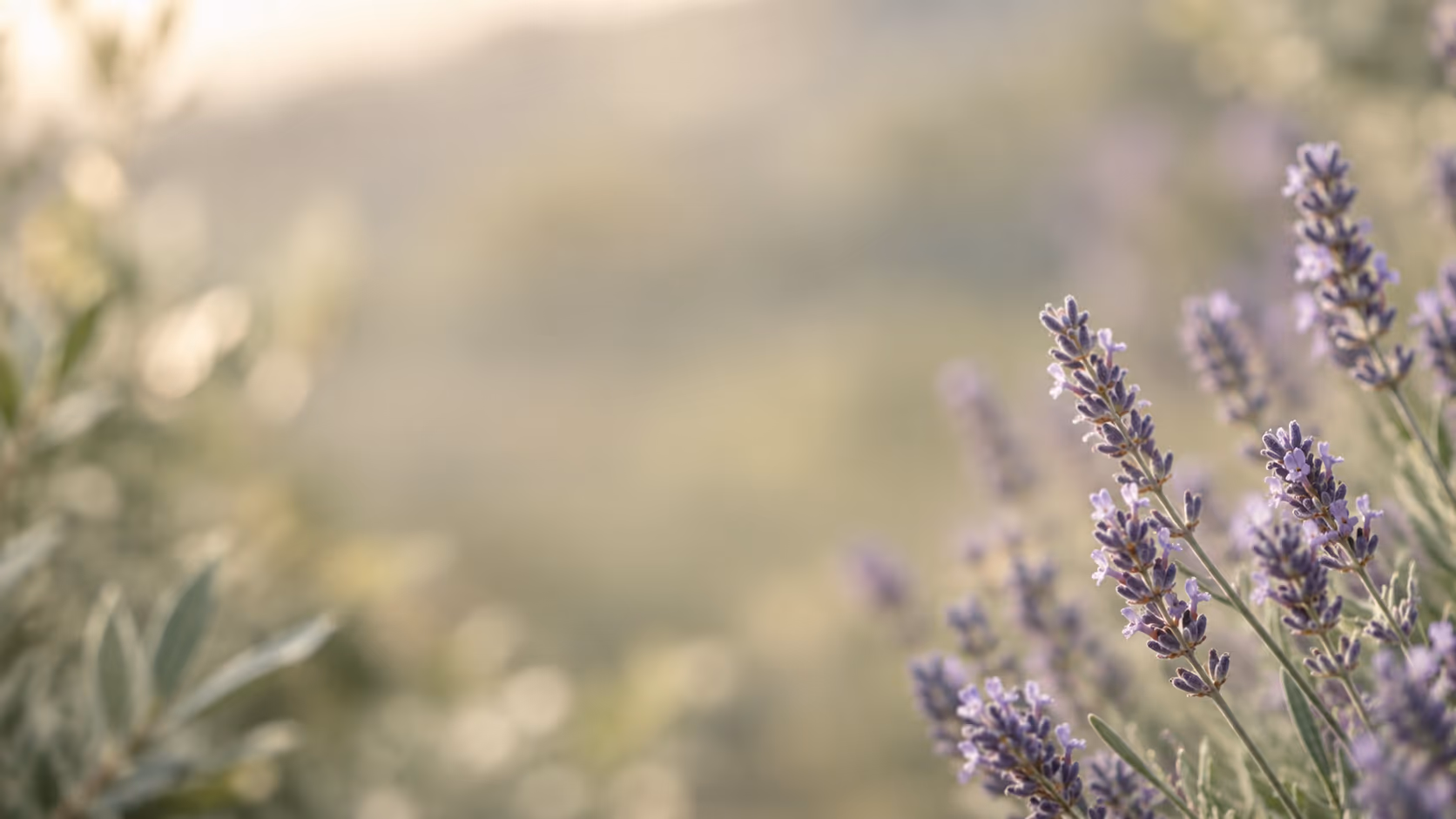 Lavendel in sanftem Licht – Symbolbild für die Privatordination